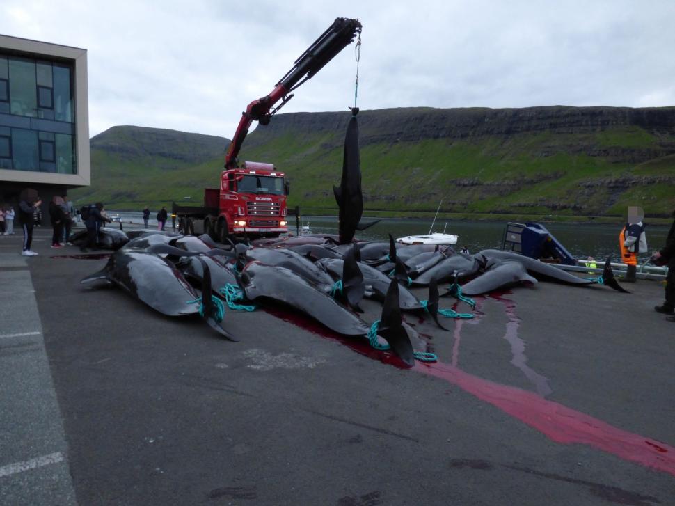 Val de furie după masacrul balenelor din Feroe. Într-o singură zi, au fost ucise 100 de exemplare, inclusiv femele gestante 987453