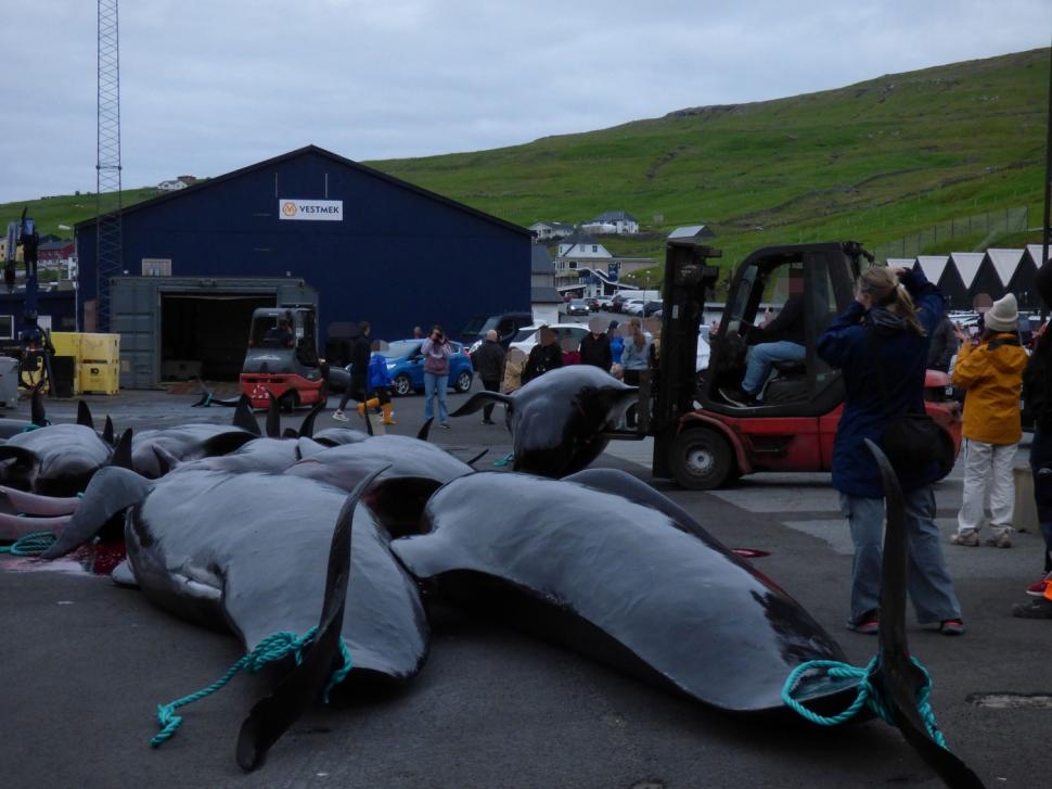 Val de furie după masacrul balenelor din Feroe. Într-o singură zi, au fost ucise 100 de exemplare, inclusiv femele gestante 987454