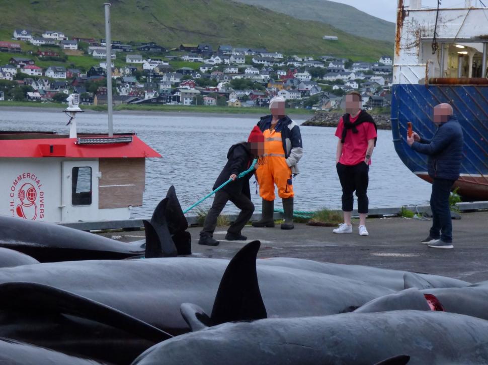 Val de furie după masacrul balenelor din Feroe. Într-o singură zi, au fost ucise 100 de exemplare, inclusiv femele gestante 987455