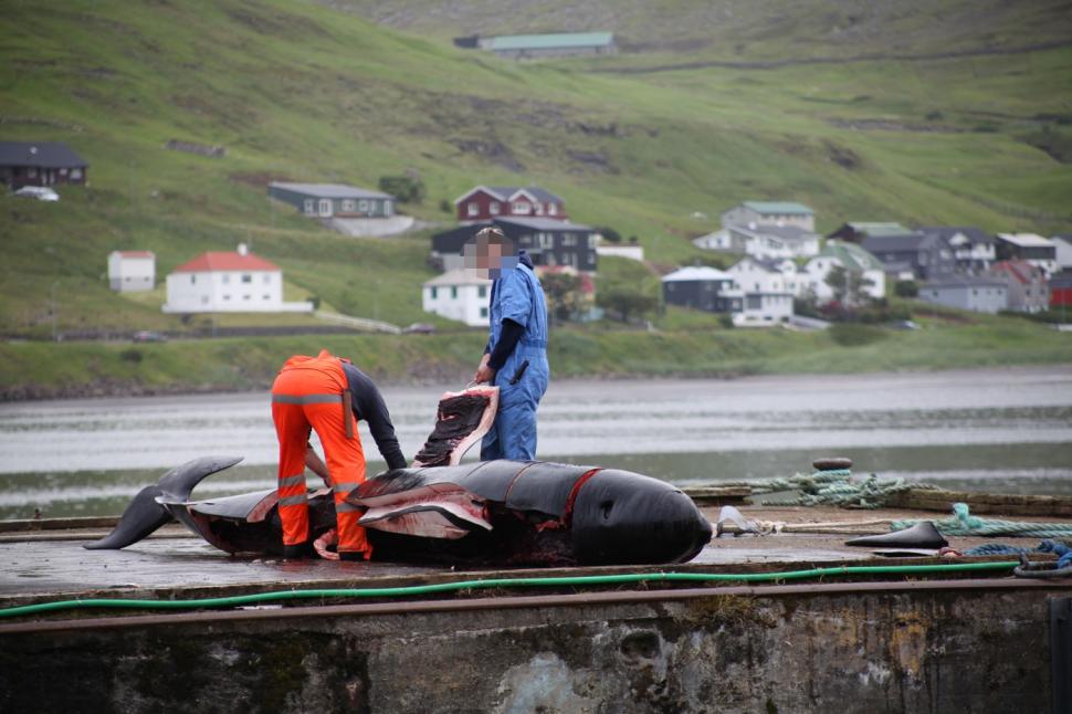 Val de furie după masacrul balenelor din Feroe. Într-o singură zi, au fost ucise 100 de exemplare, inclusiv femele gestante 987456