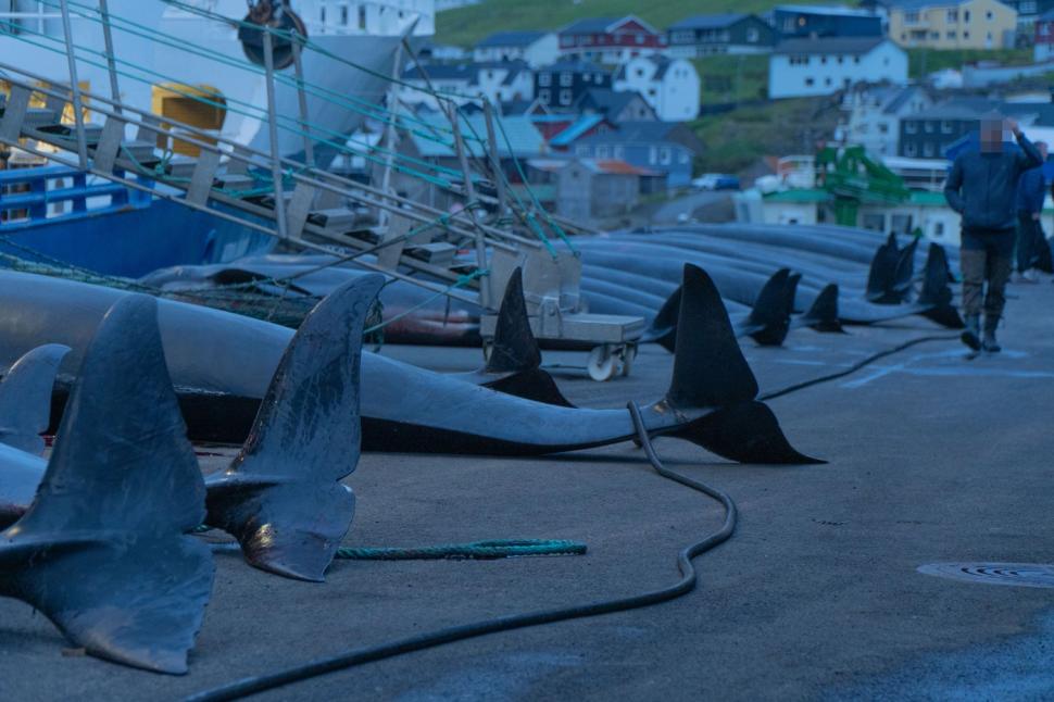 Val de furie după masacrul balenelor din Feroe. Într-o singură zi, au fost ucise 100 de exemplare, inclusiv femele gestante 987457