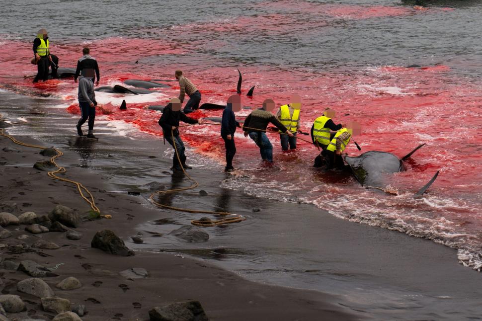 Val de furie după masacrul balenelor din Feroe. Într-o singură zi, au fost ucise 100 de exemplare, inclusiv femele gestante 987458