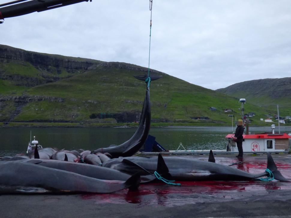Val de furie după masacrul balenelor din Feroe. Într-o singură zi, au fost ucise 100 de exemplare, inclusiv femele gestante 987459