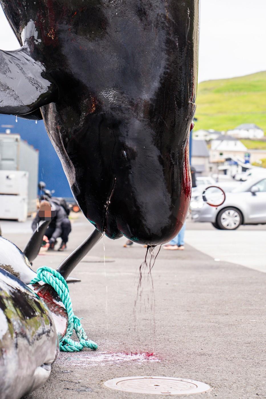 Val de furie după masacrul balenelor din Feroe. Într-o singură zi, au fost ucise 100 de exemplare, inclusiv femele gestante 987460