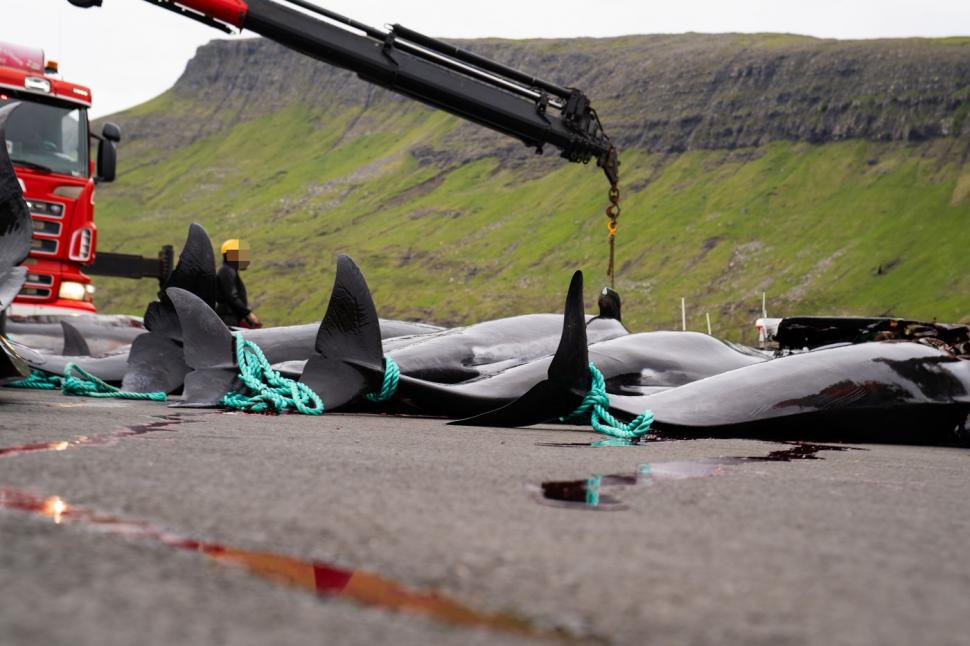 Val de furie după masacrul balenelor din Feroe. Într-o singură zi, au fost ucise 100 de exemplare, inclusiv femele gestante 987461