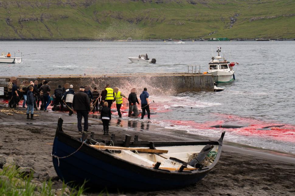 Val de furie după masacrul balenelor din Feroe. Într-o singură zi, au fost ucise 100 de exemplare, inclusiv femele gestante 987463