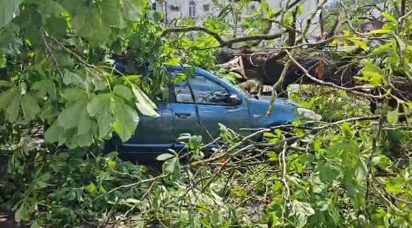 „S-a văzut o tornadă cum a venit și a ras efectiv toți copacii”. Mărturii din Sinaia despre furtuna care a devastat tot în calea ei 987846