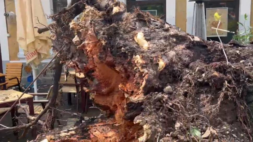 „S-a văzut o tornadă cum a venit și a ras efectiv toți copacii”. Mărturii din Sinaia despre furtuna care a devastat tot în calea ei 987848