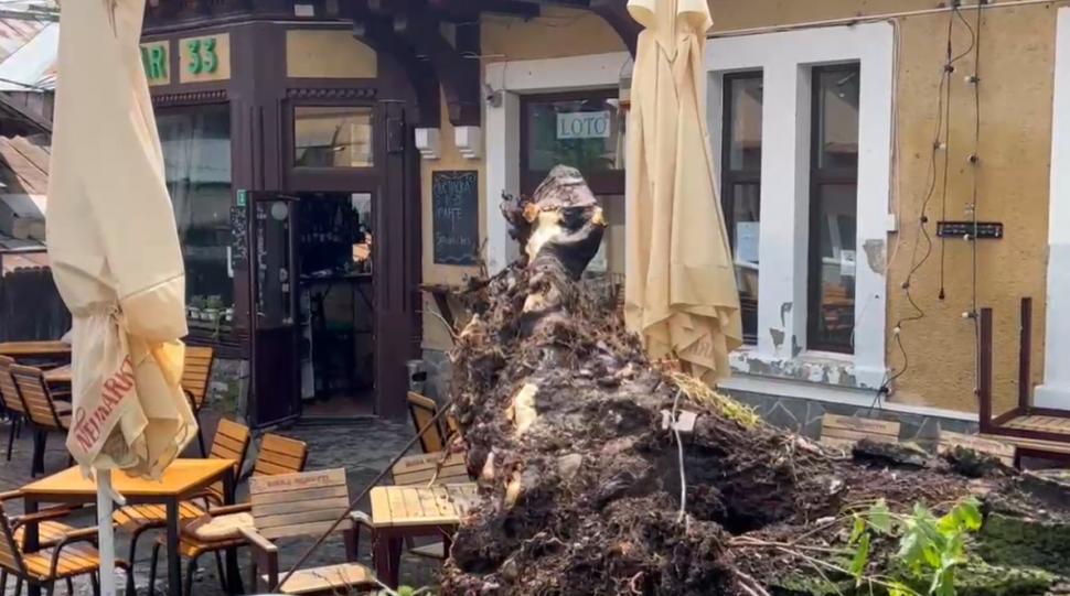 „S-a văzut o tornadă cum a venit și a ras efectiv toți copacii”. Mărturii din Sinaia despre furtuna care a devastat tot în calea ei 987849