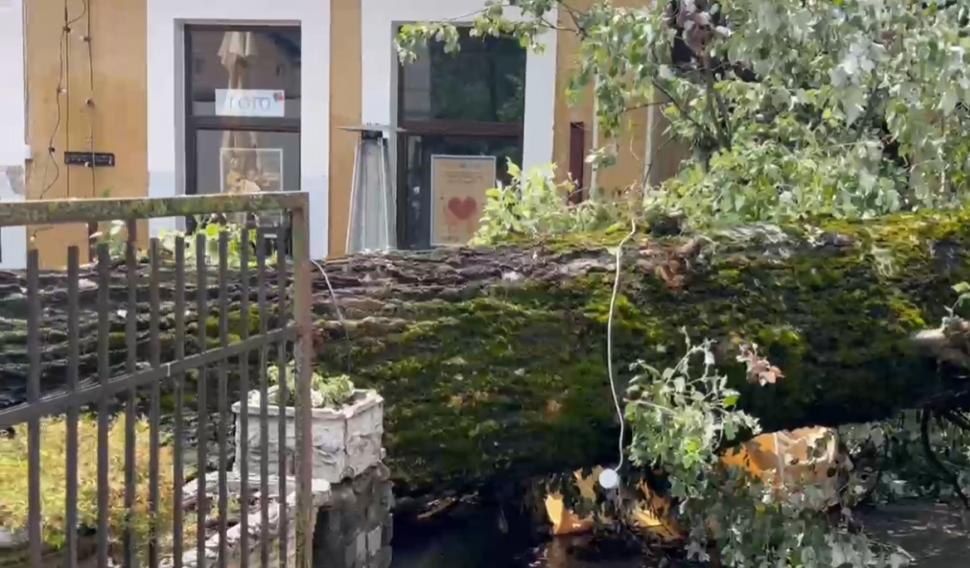 „S-a văzut o tornadă cum a venit și a ras efectiv toți copacii”. Mărturii din Sinaia despre furtuna care a devastat tot în calea ei 987850