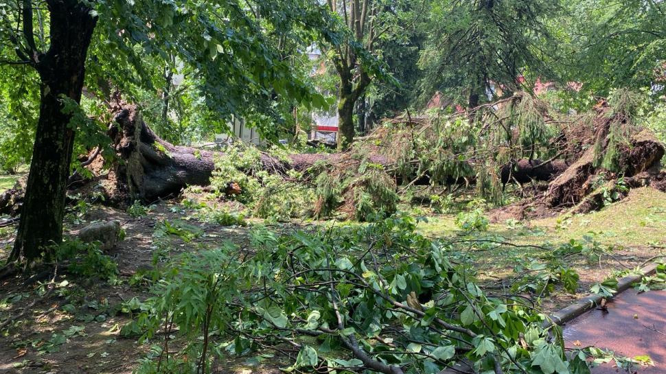 „S-a văzut o tornadă cum a venit și a ras efectiv toți copacii”. Mărturii din Sinaia despre furtuna care a devastat tot în calea ei 987857