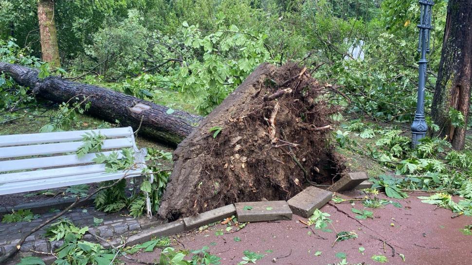 „S-a văzut o tornadă cum a venit și a ras efectiv toți copacii”. Mărturii din Sinaia despre furtuna care a devastat tot în calea ei 987858