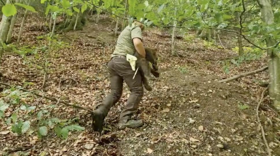 Unul dintre ursuleții orfani de pe Transfăgărășan a fost găsit: „E în siguranță”. Continuă căutările pentru a salva și ceilalți 2 pui 988147