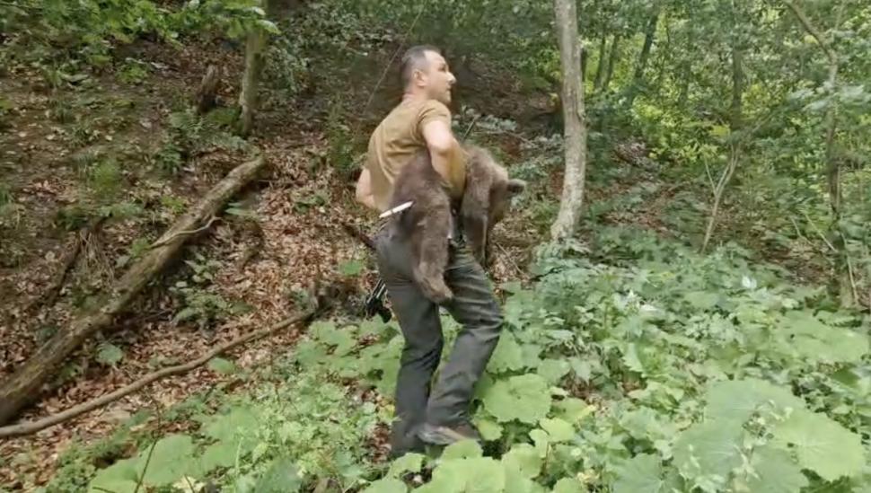 Unul dintre ursuleții orfani de pe Transfăgărășan a fost găsit: „E în siguranță”. Continuă căutările pentru a salva și ceilalți 2 pui 988149