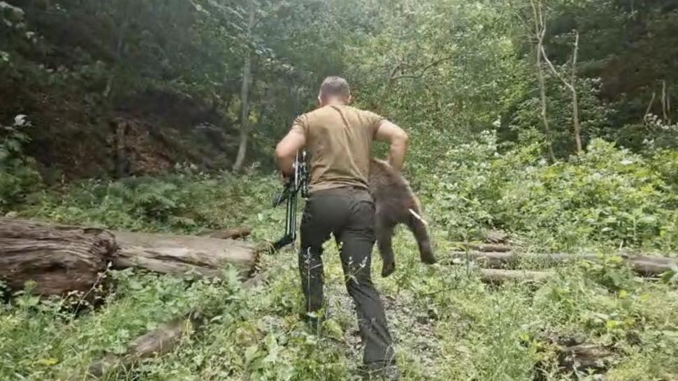 Unul dintre ursuleții orfani de pe Transfăgărășan a fost găsit: „E în siguranță”. Continuă căutările pentru a salva și ceilalți 2 pui 988150