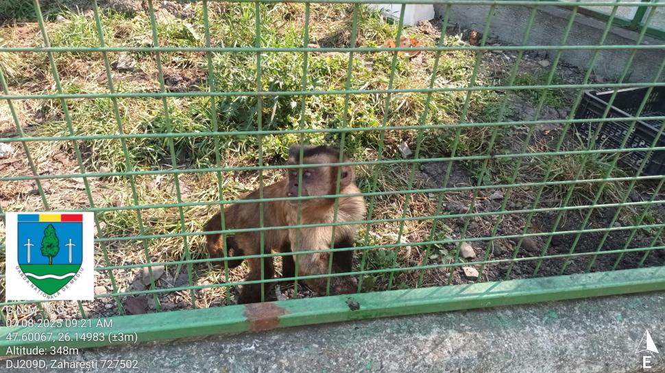 „Ligrul” de la Suceava nu mai poate fi vizitat. Grădina Zoologică din Zaharești a fost închisă și amendată 988917
