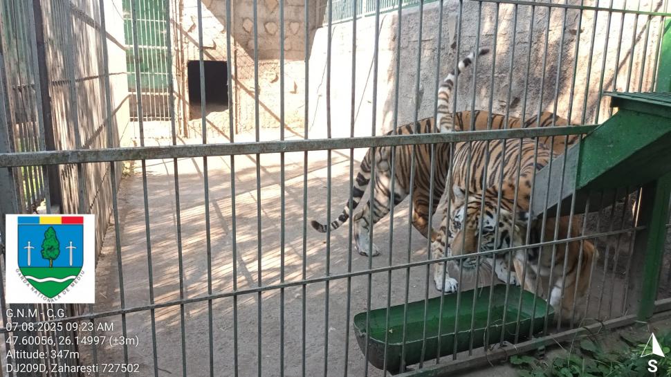 „Ligrul” de la Suceava nu mai poate fi vizitat. Grădina Zoologică din Zaharești a fost închisă și amendată 988919