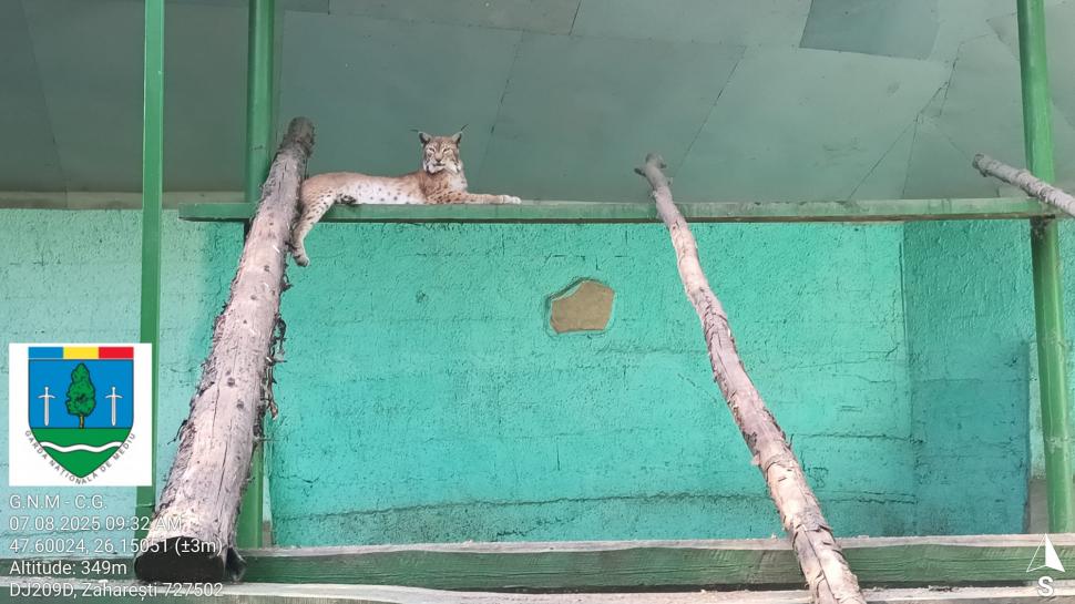 „Ligrul” de la Suceava nu mai poate fi vizitat. Grădina Zoologică din Zaharești a fost închisă și amendată 988922