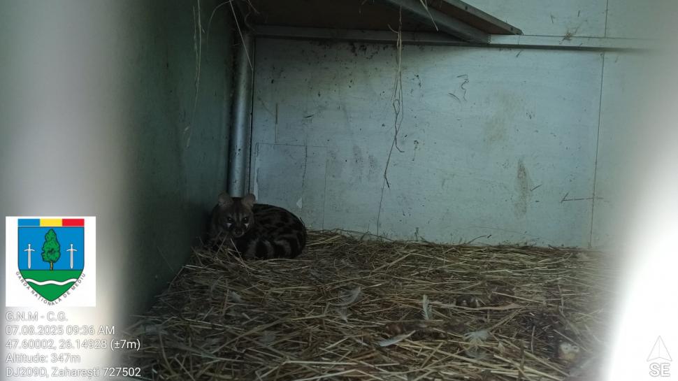 „Ligrul” de la Suceava nu mai poate fi vizitat. Grădina Zoologică din Zaharești a fost închisă și amendată 988923