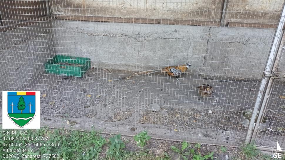 „Ligrul” de la Suceava nu mai poate fi vizitat. Grădina Zoologică din Zaharești a fost închisă și amendată 988924