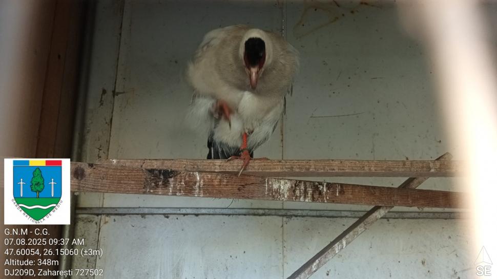 „Ligrul” de la Suceava nu mai poate fi vizitat. Grădina Zoologică din Zaharești a fost închisă și amendată 988925