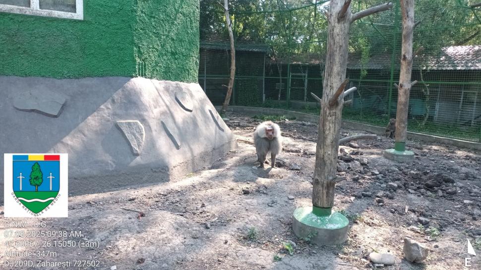 „Ligrul” de la Suceava nu mai poate fi vizitat. Grădina Zoologică din Zaharești a fost închisă și amendată 988926