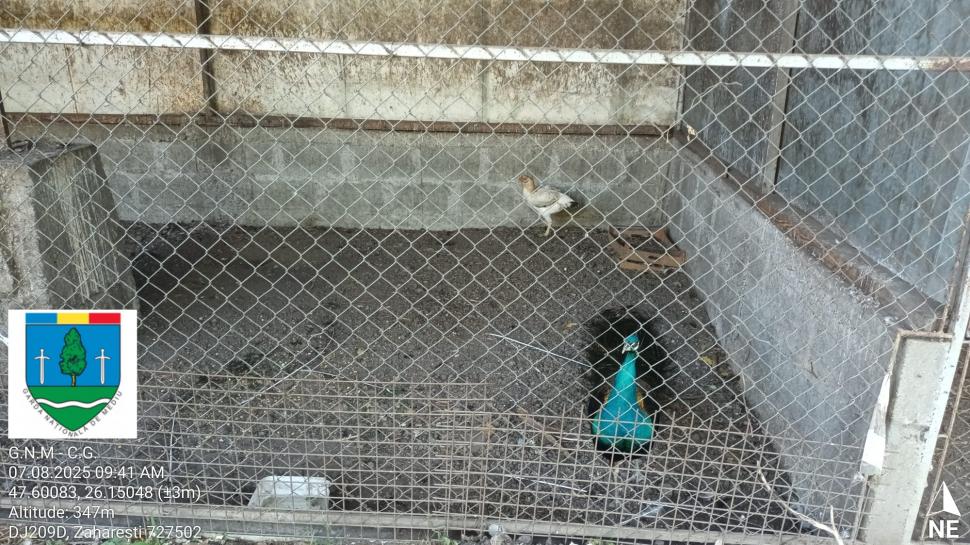 „Ligrul” de la Suceava nu mai poate fi vizitat. Grădina Zoologică din Zaharești a fost închisă și amendată 988927