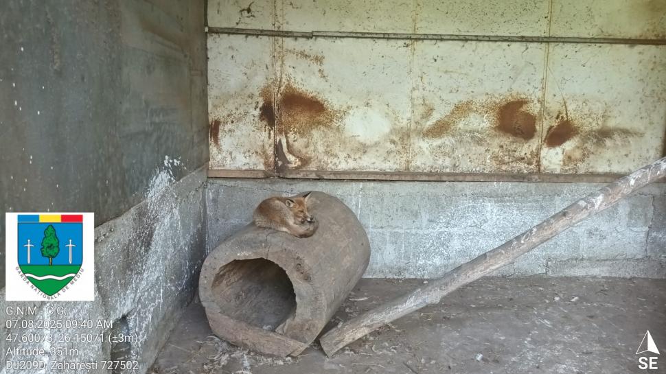 „Ligrul” de la Suceava nu mai poate fi vizitat. Grădina Zoologică din Zaharești a fost închisă și amendată 988929