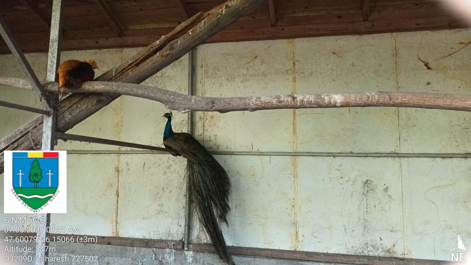 „Ligrul” de la Suceava nu mai poate fi vizitat. Grădina Zoologică din Zaharești a fost închisă și amendată 988930