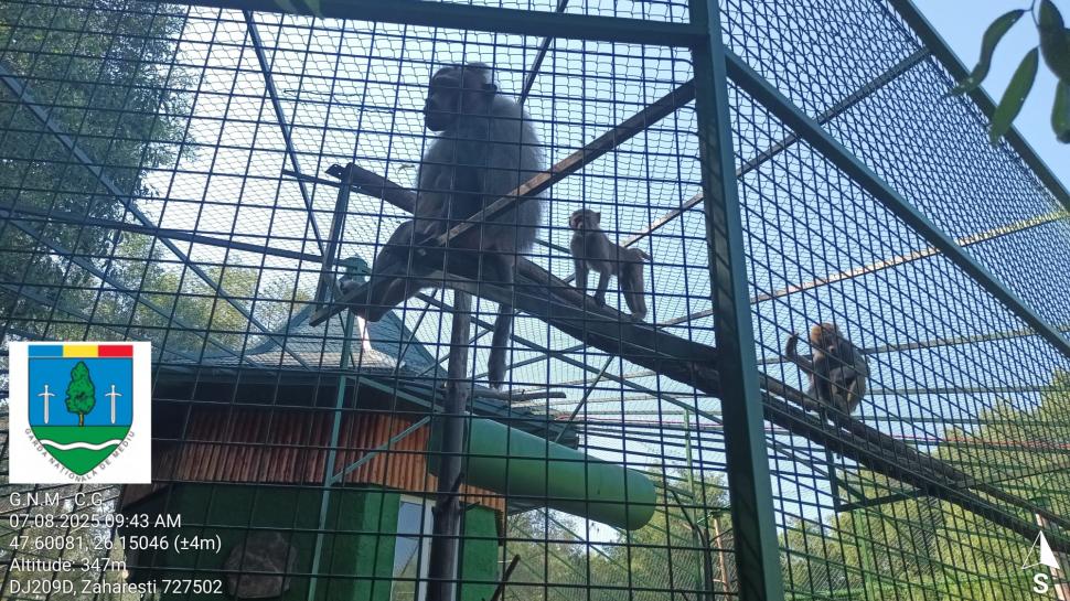 „Ligrul” de la Suceava nu mai poate fi vizitat. Grădina Zoologică din Zaharești a fost închisă și amendată 988931