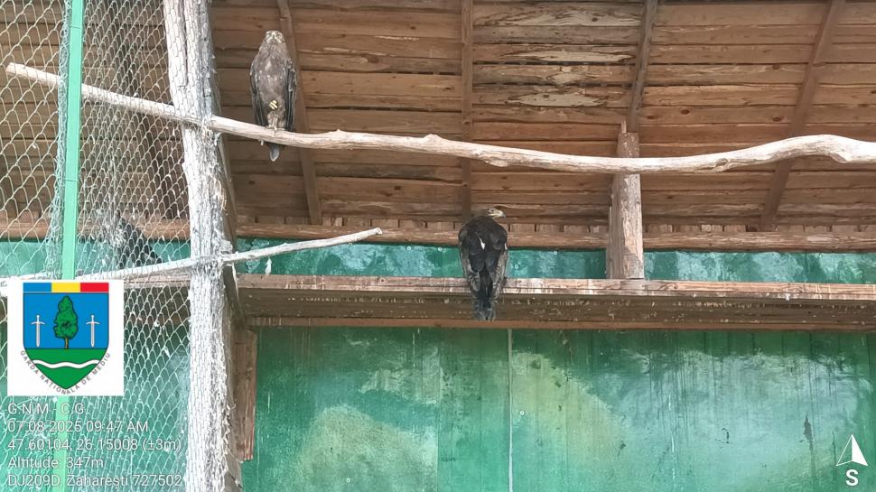 „Ligrul” de la Suceava nu mai poate fi vizitat. Grădina Zoologică din Zaharești a fost închisă și amendată 988932