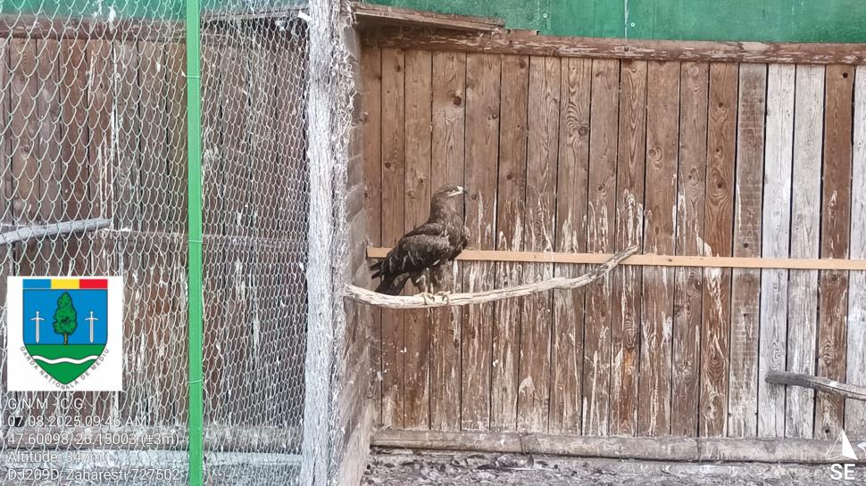 „Ligrul” de la Suceava nu mai poate fi vizitat. Grădina Zoologică din Zaharești a fost închisă și amendată 988933