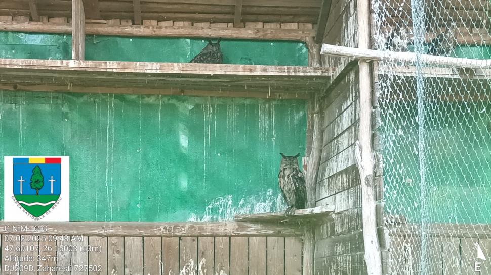 „Ligrul” de la Suceava nu mai poate fi vizitat. Grădina Zoologică din Zaharești a fost închisă și amendată 988934
