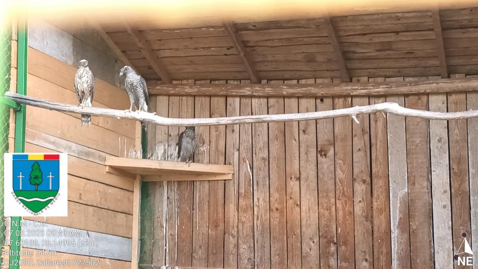 „Ligrul” de la Suceava nu mai poate fi vizitat. Grădina Zoologică din Zaharești a fost închisă și amendată 988936