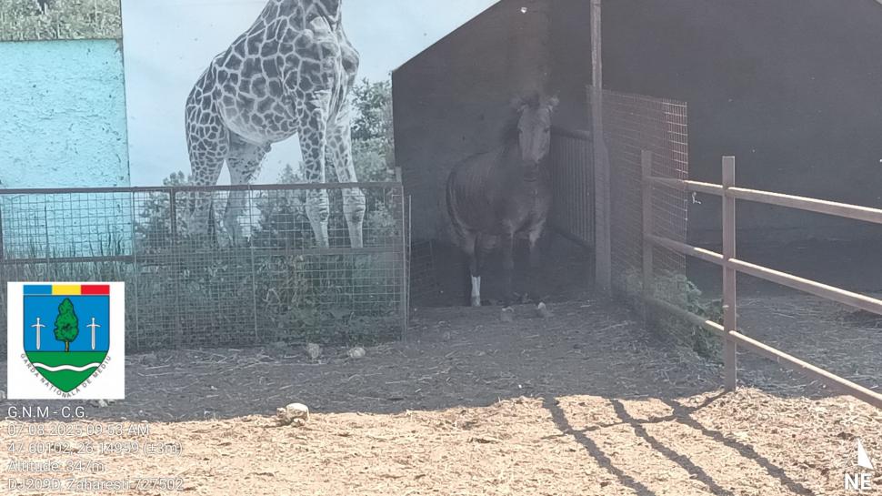 „Ligrul” de la Suceava nu mai poate fi vizitat. Grădina Zoologică din Zaharești a fost închisă și amendată 988939