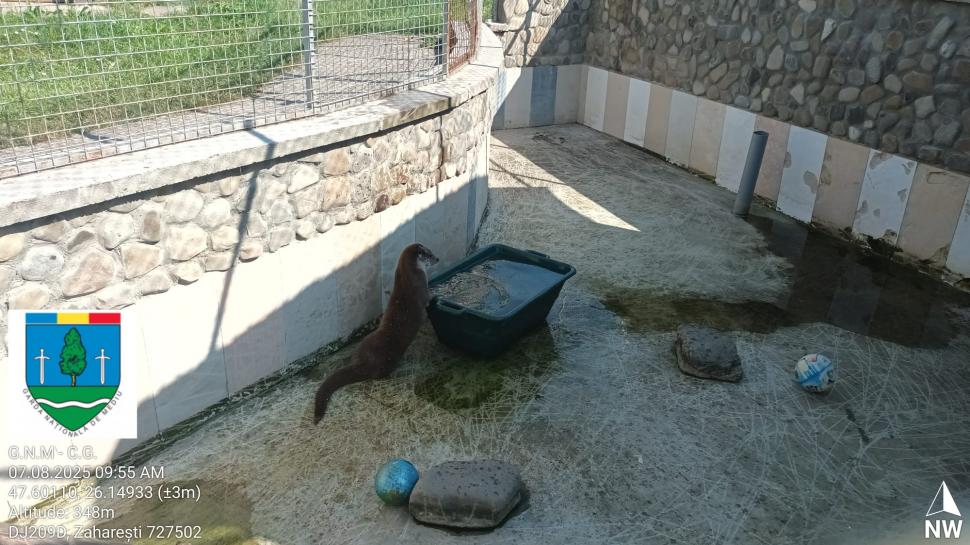 „Ligrul” de la Suceava nu mai poate fi vizitat. Grădina Zoologică din Zaharești a fost închisă și amendată 988940