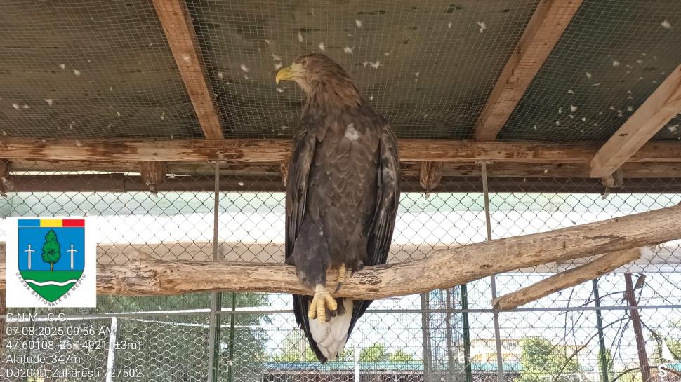 „Ligrul” de la Suceava nu mai poate fi vizitat. Grădina Zoologică din Zaharești a fost închisă și amendată 988941