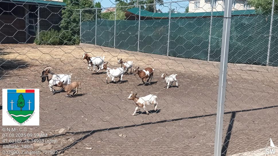 „Ligrul” de la Suceava nu mai poate fi vizitat. Grădina Zoologică din Zaharești a fost închisă și amendată 988943