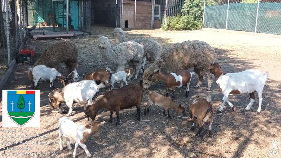 „Ligrul” de la Suceava nu mai poate fi vizitat. Grădina Zoologică din Zaharești a fost închisă și amendată 988944