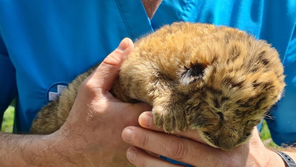 „Ligrul” de la Suceava nu mai poate fi vizitat. Grădina Zoologică din Zaharești a fost închisă și amendată 988946