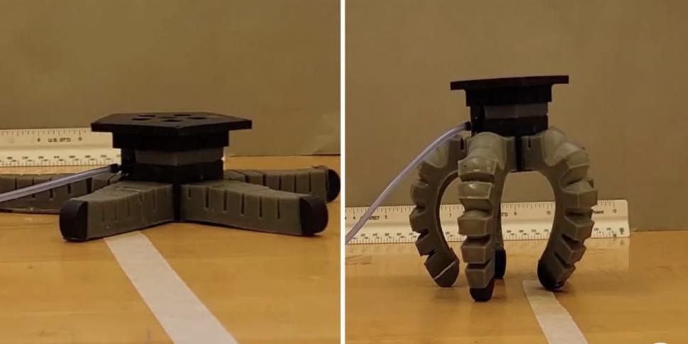 O ciupercă a învățat să se târască după ce a primit un corp de robot. „Trompeta regală” pare că dansează pe noile picioare 988496