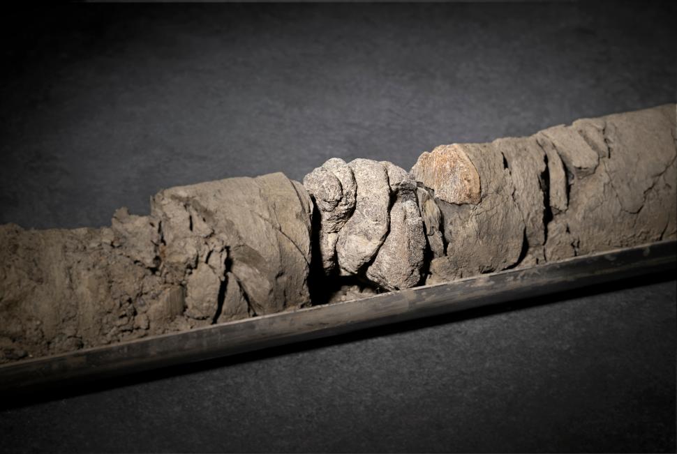 Un muzeu din SUA a descoperit o fosilă de dinozaur chiar sub propria parcare: Osul găsit din întâmplare are 70 de milioane de ani 989938