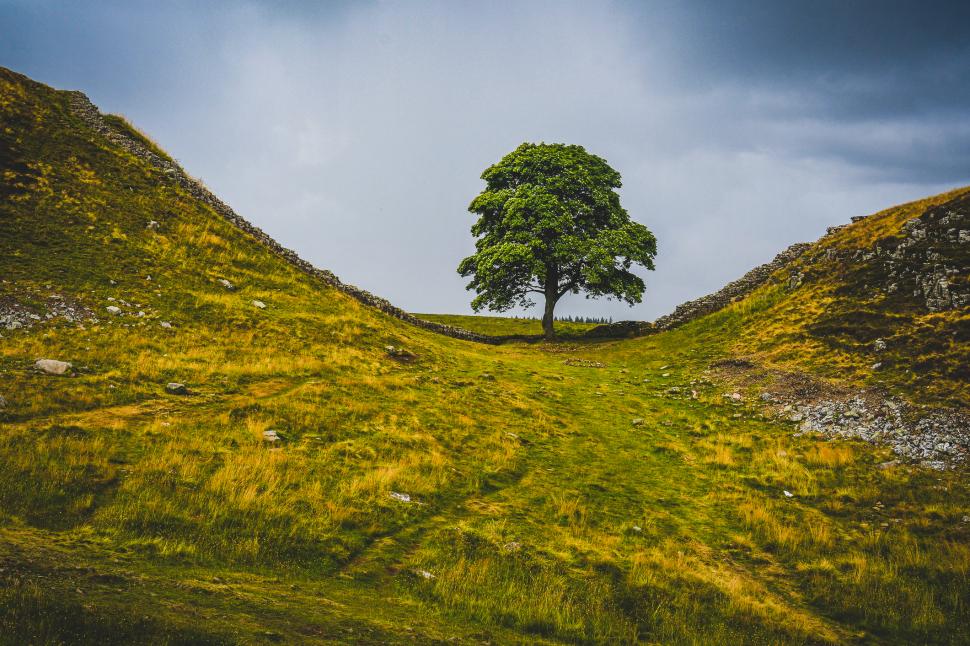 Cei doi bărbați care au tăiat copacul secular „de neînlocuit” de lângă Zidul lui Hadrian au fost condamnați la închisoare cu executare  990063