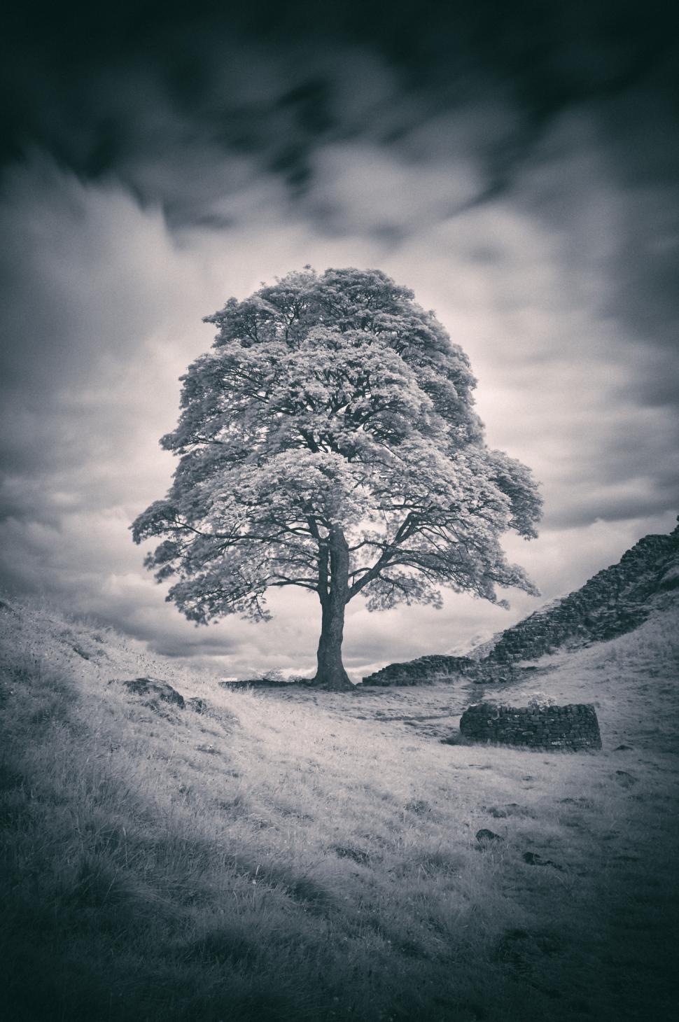 Cei doi bărbați care au tăiat copacul secular „de neînlocuit” de lângă Zidul lui Hadrian au fost condamnați la închisoare cu executare  990068