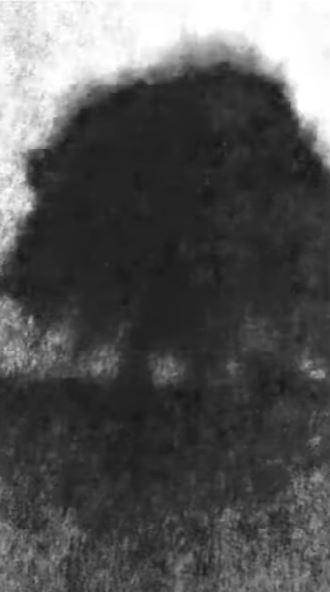 Cei doi bărbați care au tăiat copacul secular „de neînlocuit” de lângă Zidul lui Hadrian au fost condamnați la închisoare cu executare  990077