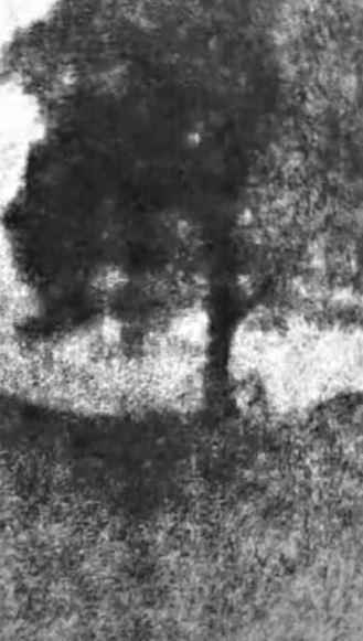 Cei doi bărbați care au tăiat copacul secular „de neînlocuit” de lângă Zidul lui Hadrian au fost condamnați la închisoare cu executare  990078