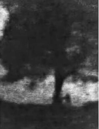 Cei doi bărbați care au tăiat copacul secular „de neînlocuit” de lângă Zidul lui Hadrian au fost condamnați la închisoare cu executare  990079