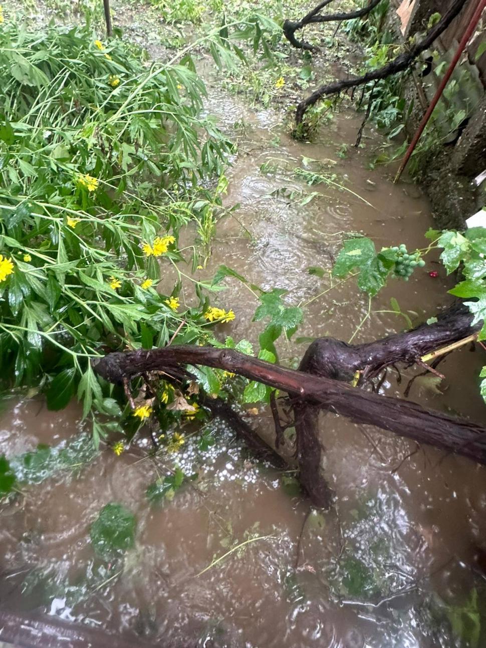 Furtuni puternice în România. Vijelii cu grindină uriașă în Suceava. Un copac a căzut peste o mașină aflată în mers, în Neamț 990185