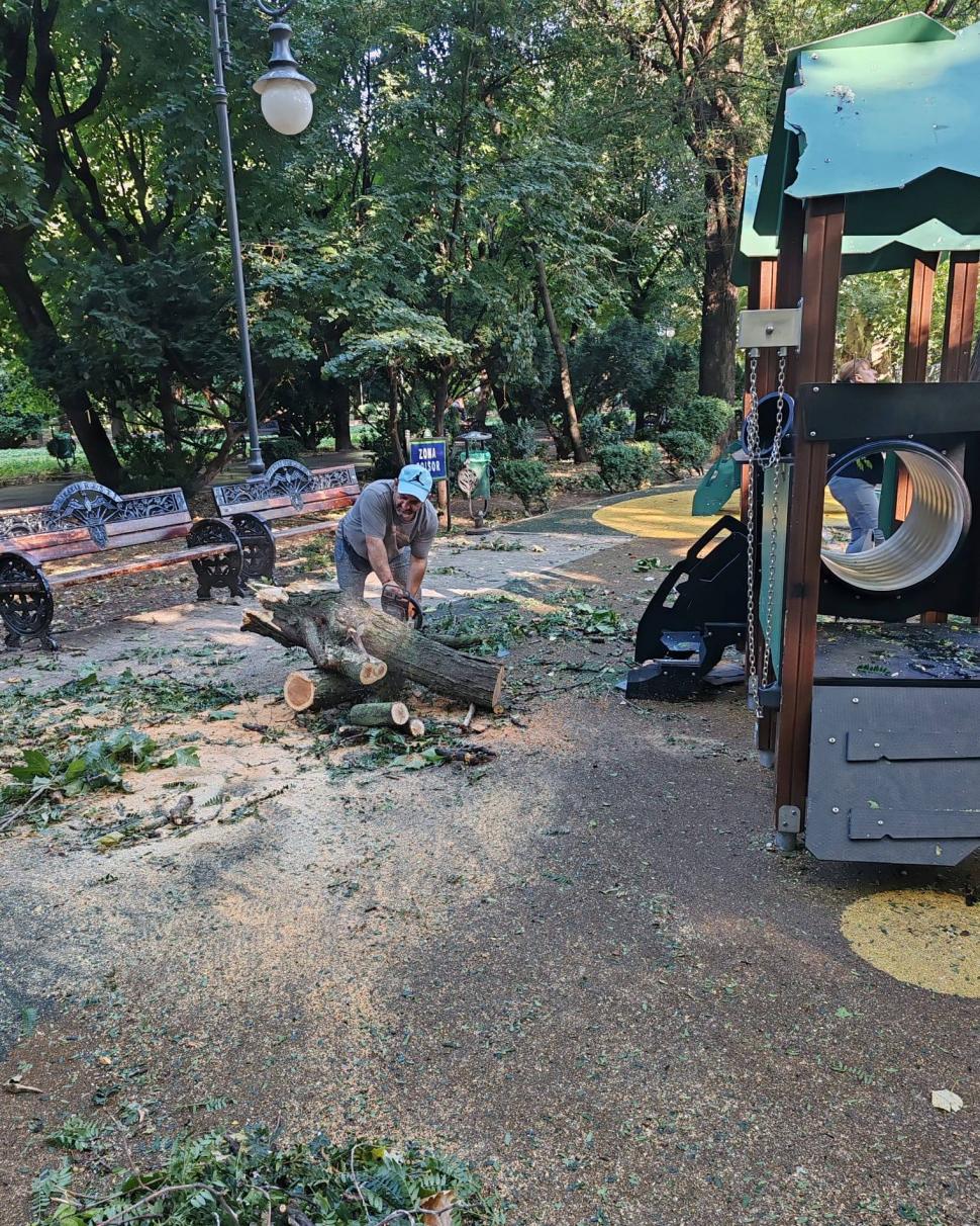 Frasinul secular din Cișmigiu a fost rupt de vijelia din București. Se fac eforturi pentru salvarea glicinei: „A fost grav afectată” 990765