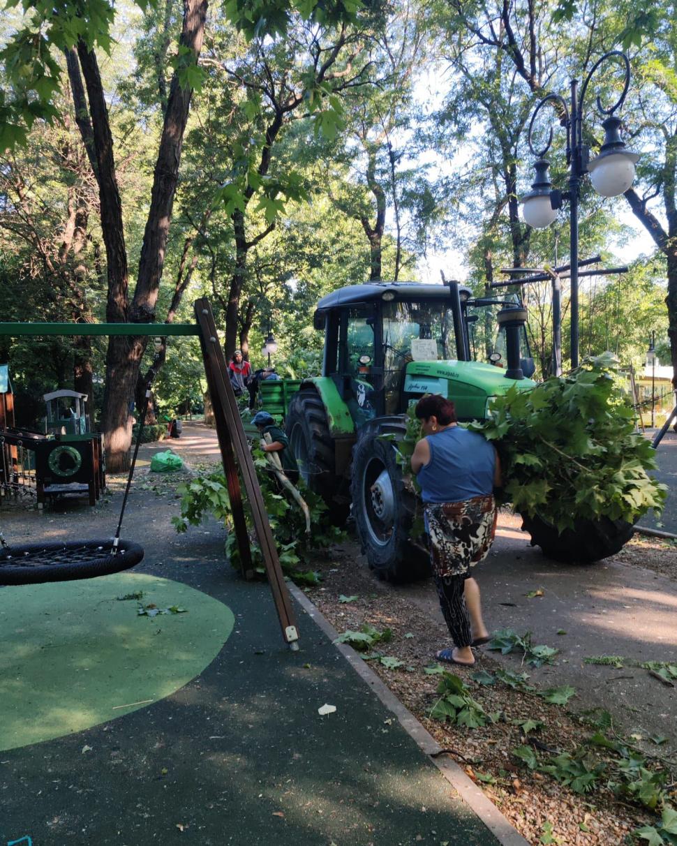 Frasinul secular din Cișmigiu a fost rupt de vijelia din București. Se fac eforturi pentru salvarea glicinei: „A fost grav afectată” 990766